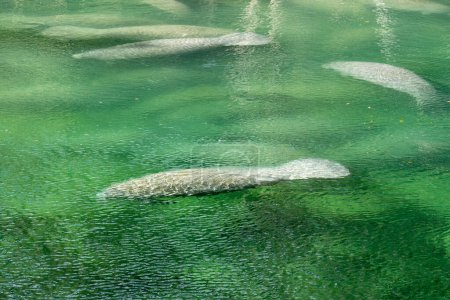 Foto de Una manada de manatíes de Florida (Trichechus manatus latirostris) nadando en el agua de manantial cristalina en Blue Spring State Park en Florida, EE.UU., un sitio de recolección de manatíes durante el invierno.. - Imagen libre de derechos