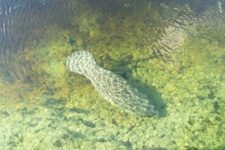 Eine Florida-Seekuh (Trichechus manatus latirostris) schwimmt im kristallklaren Quellwasser des Blue Spring State Park in Florida, USA, einem winterlichen Sammelplatz für Seekühe.