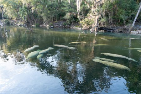 Foto de Una manada de manatíes de Florida (Trichechus manatus latirostris) nadando en el agua de manantial cristalina en Blue Spring State Park en Florida, EE.UU., un sitio de recolección de manatíes durante el invierno.. - Imagen libre de derechos