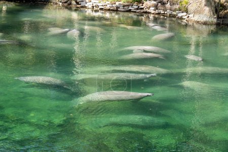 Photo for A herd of Florida Manatee (Trichechus manatus latirostris) swimming in the crystal-clear spring water at Blue Spring State Park in Florida, USA, a winter gathering site for manatees. - Royalty Free Image