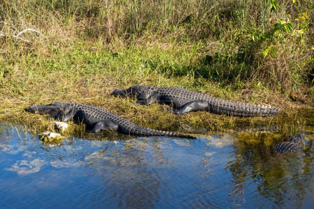 Photo for Two American Alligators (Alligator mississippiensis) at the marshland in Everglades National Park in Florida, USA. Everglades National Park is a 1.5-million-acre wetlands preserve. - Royalty Free Image