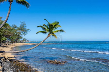 Téléchargez les photos : Un cocotier courbé (Cocos nucifera) penche vers la mer. - en image libre de droit