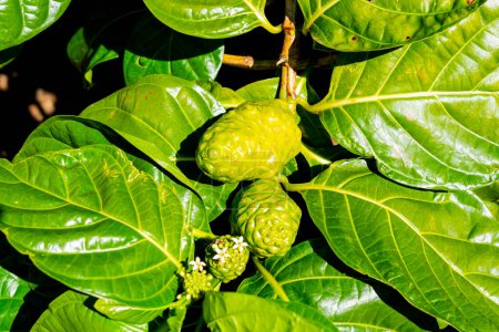 Fruits on the Noni tree are seen in Kauai, Hawaii, USA. Noni, or Morinda citrifolia, is a tree in the family Rubiaceae, or its fruit.