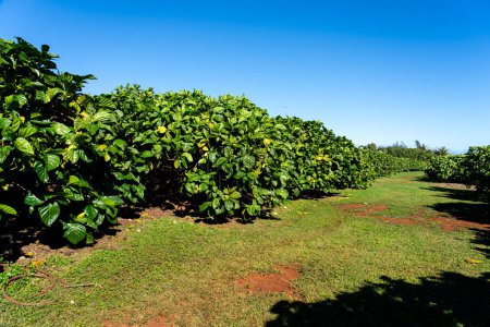 Photo for Noni trees in an Organic Noni farm in Kauai, Hawaii, USA. Noni, or Morinda citrifolia, is a tree in the family Rubiaceae, or its fruit. - Royalty Free Image