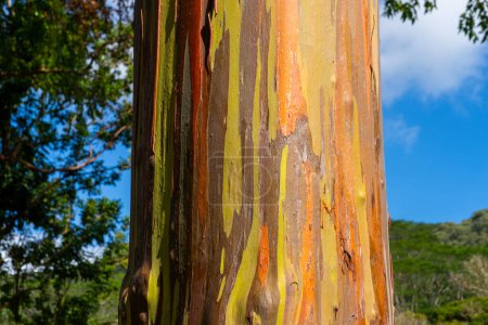 Téléchargez les photos : Arbre à eucalyptus arc-en-ciel à Keahua Arboretum près de Kapa'a, Kauai, Hawaï. Eucalyptus arc-en-ciel est un arbre de l'espèce Eucalyptus deglupta avec des stries colorées frappantes sur son écorce. - en image libre de droit