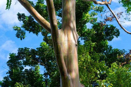 Foto de Árbol de eucalipto arco iris en Keahua Arboretum cerca de Kapa 'a, Kauai, Hawai. Rainbow Eucalyptus es un árbol de la especie Eucalyptus deglupta con rayas de colores llamativos en su corteza. - Imagen libre de derechos