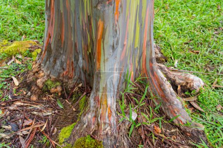 Téléchargez les photos : Arbre à eucalyptus arc-en-ciel à Keahua Arboretum près de Kapa'a, Kauai, Hawaï. Eucalyptus arc-en-ciel est un arbre de l'espèce Eucalyptus deglupta avec des stries colorées frappantes sur son écorce. - en image libre de droit