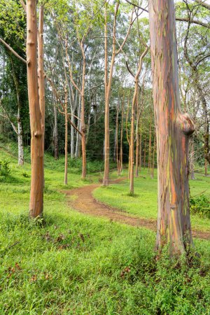Foto de Árboles de eucalipto arco iris en Keahua Arboretum cerca de Kapa 'a, Kauai, Hawaii. Rainbow Eucalyptus es un árbol de la especie Eucalyptus deglupta con rayas de colores llamativos en su corteza. - Imagen libre de derechos