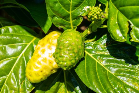 Close up of two Noni fruits on the tree. Noni, or Morinda citrifolia, is a tree in the family Rubiaceae, or its fruit