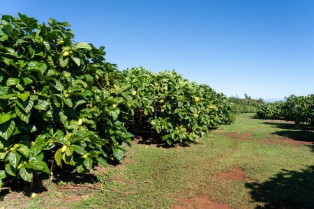 Noni-Bäume in einer Bio-Noni-Farm in Kauai, Hawaii, USA. Noni, oder Morinda citrifolia, ist ein Baum aus der Familie der Rubiaceae, oder seine Frucht