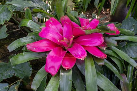 Bromeliads in a botanical garden. Bromeliads are a family of plants (Bromeliaceae, the pineapple family) native to tropical North and South America.