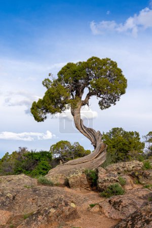 A twisted juniper tree trunk at Dragon Point in Black Canyon of the Gunnison National Park, near Montrose, Colorado, United States.