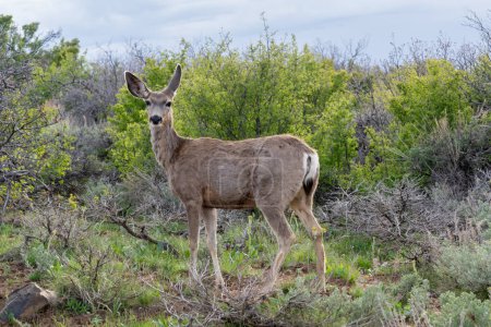 A mule deer doe (Odocoileus hemionus) in Black Canyon of the Gunnison National Park, Colorado, United States in 2023.