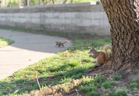 Téléchargez les photos : Squirrel in the park. Sitting on the ground and Holding peace of food - en image libre de droit