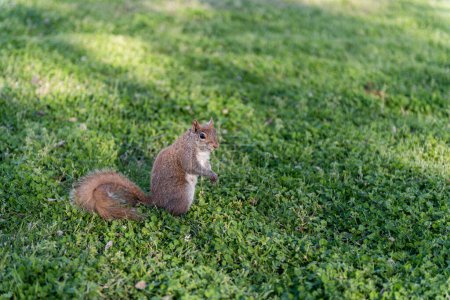 Téléchargez les photos : Écureuil dans le parc. Assis sur l'herbe et mangeant la paix de la nourriture - en image libre de droit
