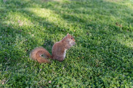 Photo for Squirrel in the park. Sitting on the grass and eating peace of food - Royalty Free Image