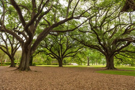 Foto de Oak Alley Plantation Park en Louisiana. Famoso por los esclavos. Lugar de visita turística. Luisiana - Imagen libre de derechos
