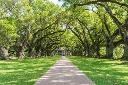 Téléchargez les photos : Oak Alley Plantation Park With Beautiful Path and Trees. Postcard Picture. Very popular place among tourist who are interested in slavery. Sightseeing place - en image libre de droit