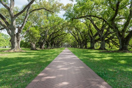 Photo for Oak Alley Plantation Park With Beautiful Path and Trees. Postcard Picture. Very popular place among tourist who are interested in slavery. Sightseeing place - Royalty Free Image