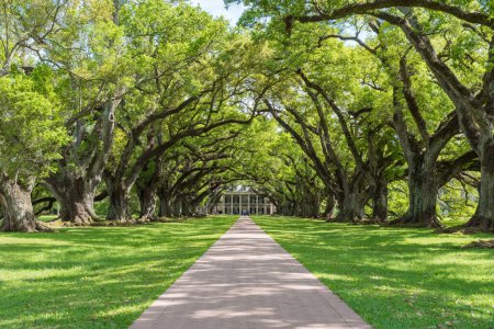 Téléchargez les photos : Oak Alley Plantation Park in Louisiana. Famous Because of the Slaves. Sightseeing Place. Louisiana - en image libre de droit