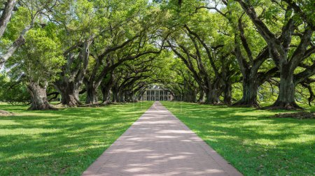 Photo for Oak Alley Plantation Park With Beautiful Path and Trees. Postcard Picture. Very popular place among tourist who are interested in slavery. Sightseeing place - Royalty Free Image