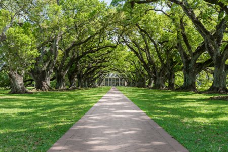 Foto de Oak Alley Plantation Park en Louisiana. Famoso por los esclavos. Lugar de visita turística. Luisiana - Imagen libre de derechos