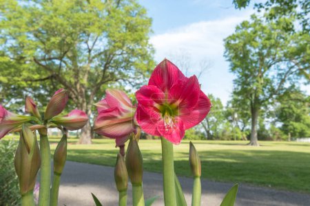 Téléchargez les photos : Beautiful Blooming Red Amaryllis Flower in Park - en image libre de droit