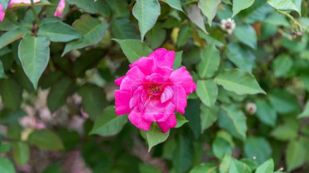 Téléchargez les photos : Belle rose en fleurs rose. Rosa Centifolia Linn - en image libre de droit