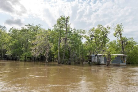 Téléchargez les photos : Honey Island Swamp Tour With Water and Tree in New Orleans, Louisiana - en image libre de droit