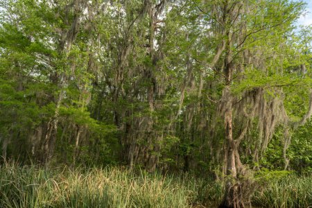 Téléchargez les photos : Honey Island Swamp Tour With Water and Tree in New Orleans, Louisiana - en image libre de droit