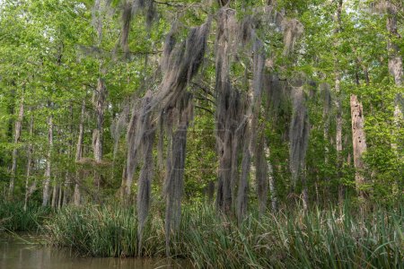 Foto de Tour por el pantano de Honey Island con agua y árboles en Nueva Orleans, Louisiana - Imagen libre de derechos