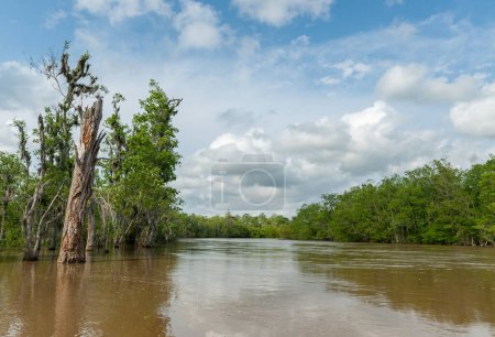 Téléchargez les photos : Tour De Marais De Honey Island Avec Forêt De Jungle Et Arbre à La Nouvelle Orléans, Louisiane - en image libre de droit