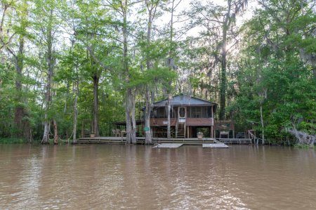 Téléchargez les photos : Honey Island Swamp Tour With Jungle Forest and Tree in New Orleans, Louisiana - en image libre de droit