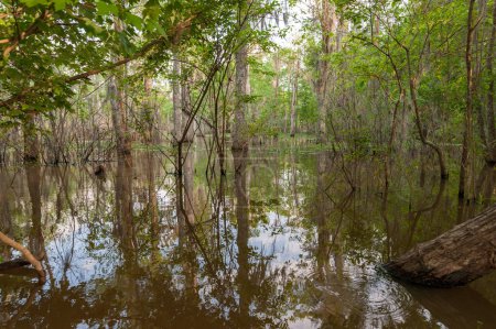 Téléchargez les photos : Tour De Marais De Honey Island Avec Forêt De Jungle Et Arbre à La Nouvelle Orléans, Louisiane - en image libre de droit