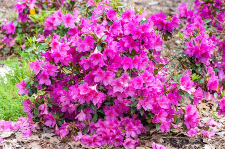 Téléchargez les photos : Fleur d'azalées rouges comme Rhododendron - en image libre de droit