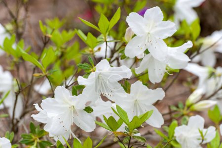 Téléchargez les photos : White Azalea Indica Flower as Rhododendron - en image libre de droit