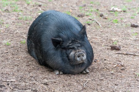 Foto de Cerdo negro gordo sentado en el suelo - Imagen libre de derechos