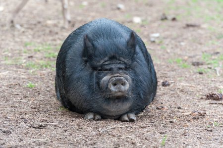 Photo for Fat Back Pig Sitting on the Grass - Royalty Free Image