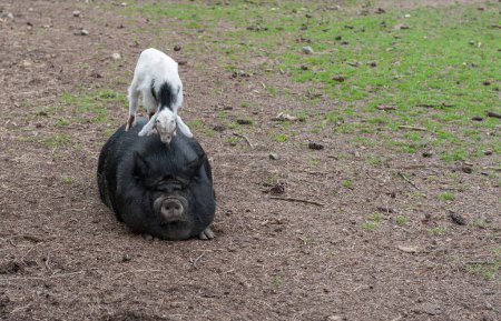 Foto de Fat Pig and Little Goat sitting on back - Imagen libre de derechos