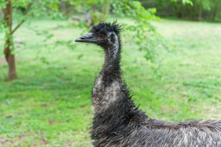 Photo for Emu Portrait in the Park. Dromaius novaehollandiae - Royalty Free Image