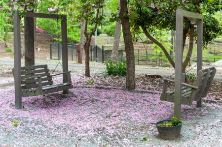 Téléchargez les photos : Purple Azalea Indica Flower as Rhododendron on the Ground. Bloom - en image libre de droit