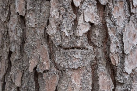 Foto de Textura de tronco de árbol. Pino - Imagen libre de derechos
