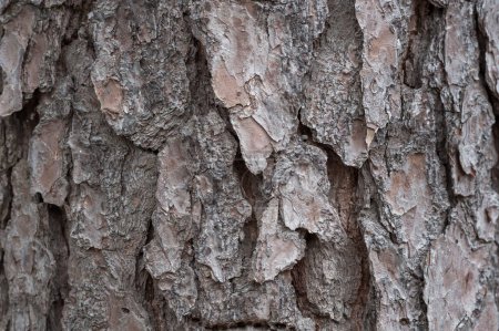 Téléchargez les photos : Tree Trunk Texture. Pine - en image libre de droit