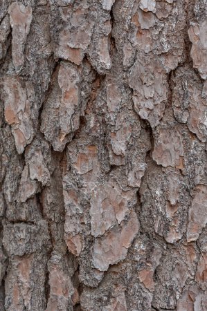 Foto de Tree Trunk Texture. Pine - Imagen libre de derechos