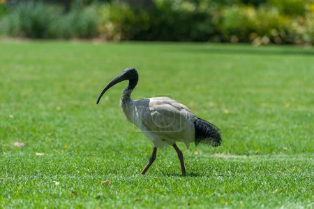 Téléchargez les photos : Australian white ibis. Threskiornis molucca - en image libre de droit