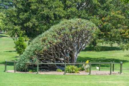 Téléchargez les photos : Royal Botanic Gardens in Sydney, Australia - en image libre de droit
