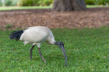 Photo for Australian white ibis. Threskiornis molucca - Royalty Free Image