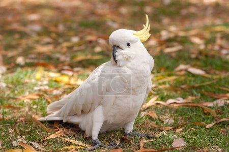 Téléchargez les photos : Perroquet de cacatoès à crête de soufre dans le parc Sydney. Jardin botanique royal - en image libre de droit