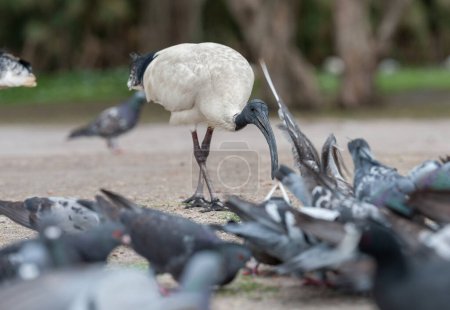 Foto de Feeding Dove in Sydney park with rice. Australia. White Ibis Birds in Background. Threskiornis Molucca Bird - Imagen libre de derechos