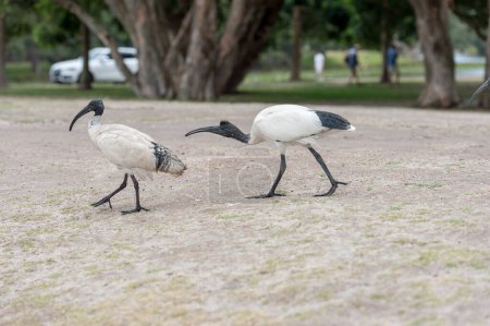 Foto de Alimentar a Dove en el parque Sydney con arroz. En Australia. White Ibis Birds in Background (en inglés). Pájaro Molucca Threskiornis - Imagen libre de derechos
